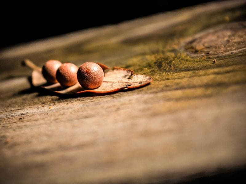 Carnival Cruise Line